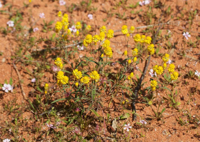 Orange Immortelle (Waitzia acuminata) 