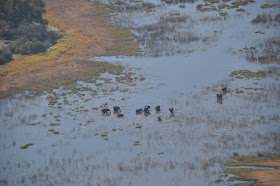 avvistamento animali sul delta okavango