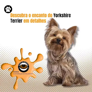 Descubra o encanto do Yorkshire Terrier em detalhes