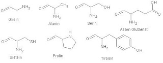 asam amino