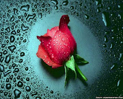 hd wallpapers flowers rose (wonderful red rose flower wallpapers)