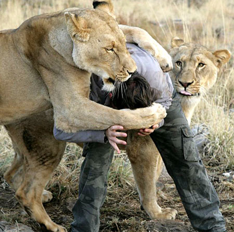 lion,lioness,world class animal,white lion,funny lion,lion kissing,cub,mammalia,animalia,chordata,leo,sleeping lion,lion hunting,dangerous animal