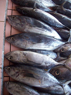 Ikan Tuna - Kandungan Gizi Ikan Tuna