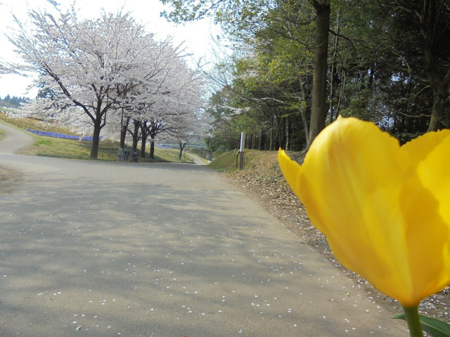 とっとり花回廊の花の丘のソメイヨシノ桜