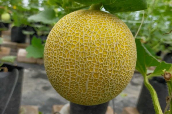 Cara Menanam Melon Dari Biji