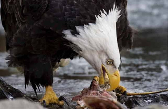 What Do Eagles Eat