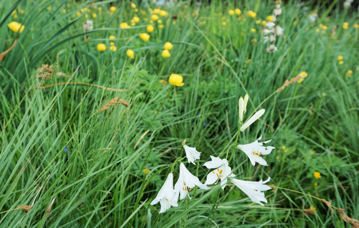 Summer flowers near Pic de la Colmiane