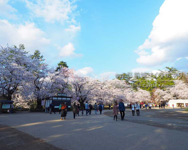 弘前城の桜