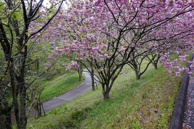 鳥取県西伯郡伯耆町小林 マウンテンストリームきしもと ヤエザクラ（八重桜）