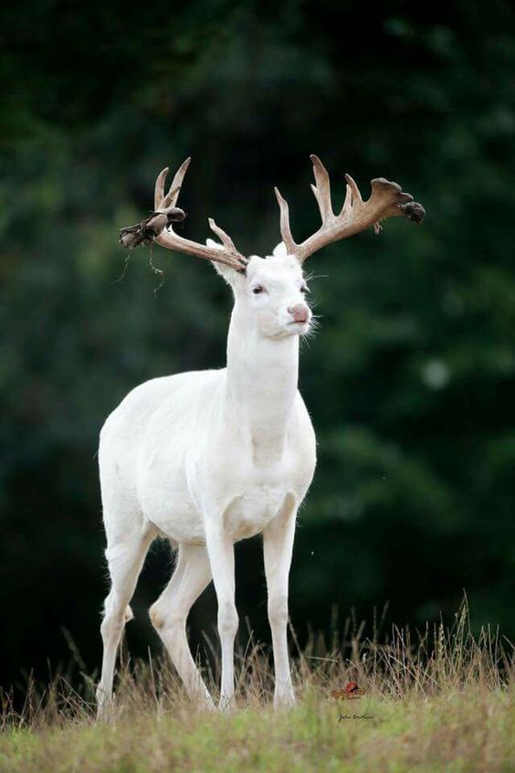 Fawn | A-Z List of 125 Rare Albino Animals [Pics]