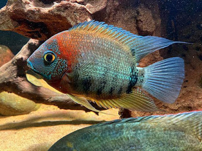 Cara Merawat Severum Rotkeil