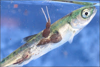 Salmon infected with sea lice