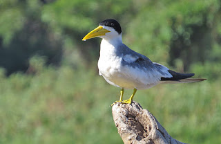 Large-billed Tern