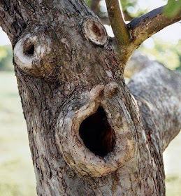 Funny Tree