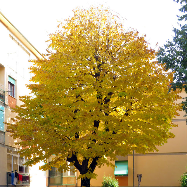 A yellow tree, Via Piemonte, Livorno