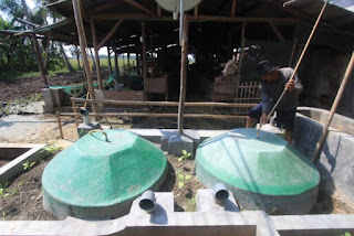 Cara Membuat Biogas Dari Kotoran Sapi Lengkap Dengan Langkah-Langkahnya