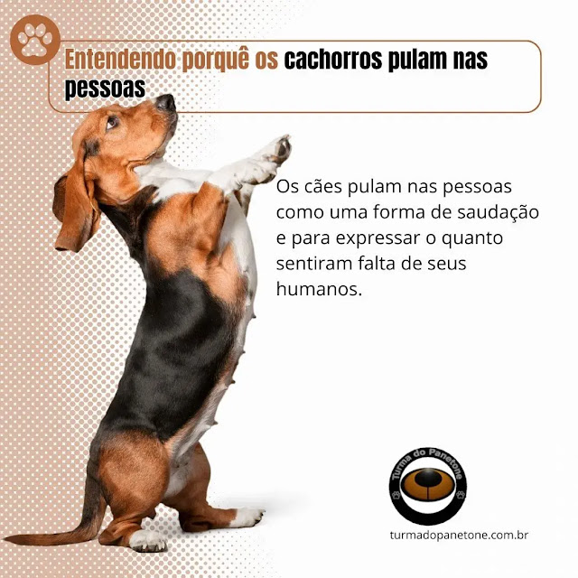 Entendendo porquê os cachorros pulam nas pessoas