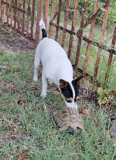 Louise investigates the tortoise