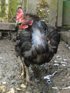 scratty chicken