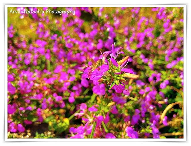 Wild, pink, flowers