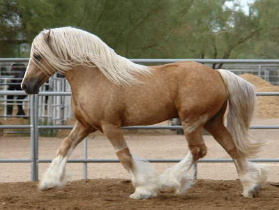 world's beautiful horses