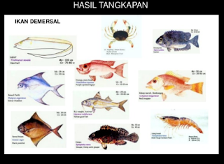 DAERAH PENANGKAPAN IKAN DEMERSAL