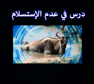 حيوان