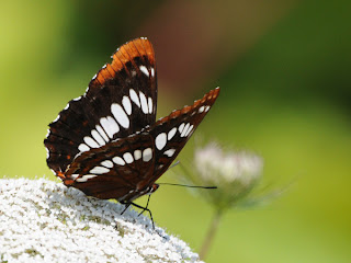 Lorquin's Admiral