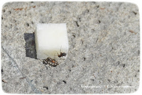 муравьи и кусочек сахара, наблюдения за муравьями