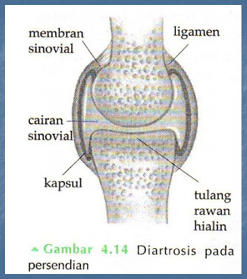 diartrosis pada persendian