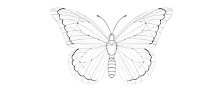 how-to-draw-butterfly-4-1