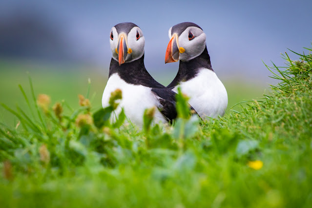 Isola di Mykines-Puffin-Pulcinella di mare