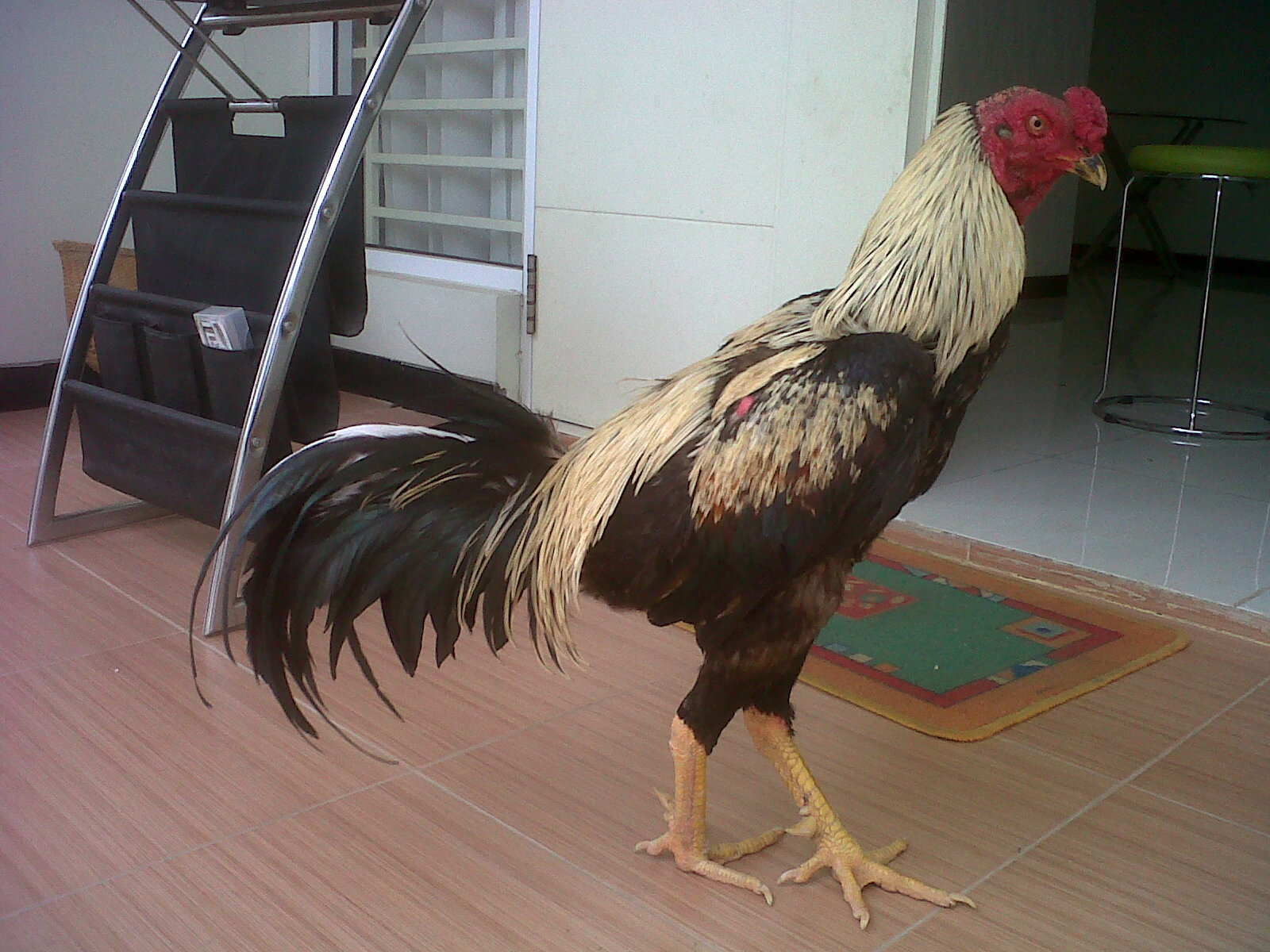  Ayam  Bangkok  Kandang HERO gambar ayam bangkok  jawara