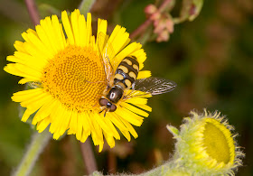 Hoverfly, Eupeodes luniger, female, on Common Fleabane, Pulicaria disenterica.  25 July 2014.