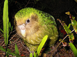 kakapo