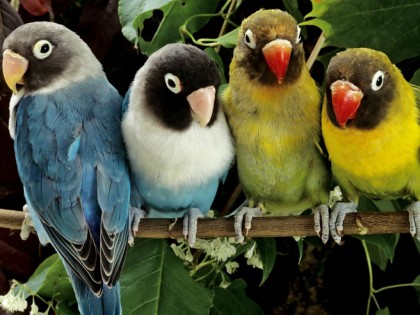 birds wallpaper. Colours Love Birds Photos,