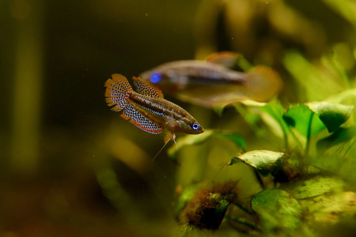 Ikan Sparkling Gourami Mudah Dipelihara di Akuarium - Ikanhiasku.net