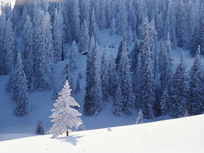 evergreen-trees-used-for-christmas-2011