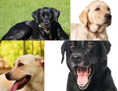 Labrador Retrievers are among the most popular dog breeds worldwide, consistently ranking high in various breed registries. Their friendly disposition, intelligence, and adaptability make them a top choice for families, hunters, and service dog organizations.