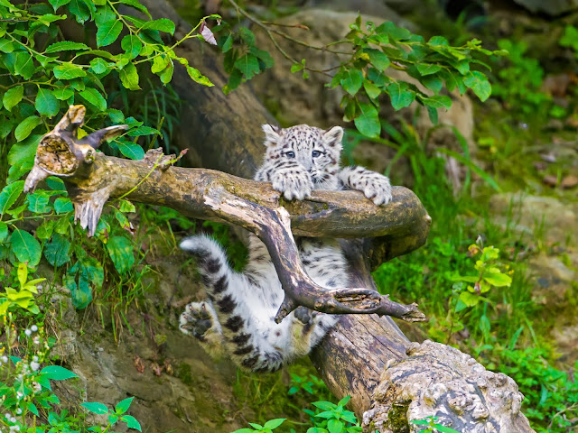 Mohan doing acrobatics! by Tambako the Jaguar from flickr (CC-ND)