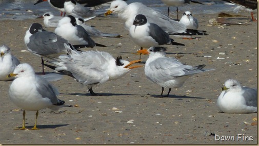 edisto beach_009