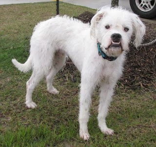 Boxer Poodle Mix Temperament, Size, Lifespan, Adoption, Price