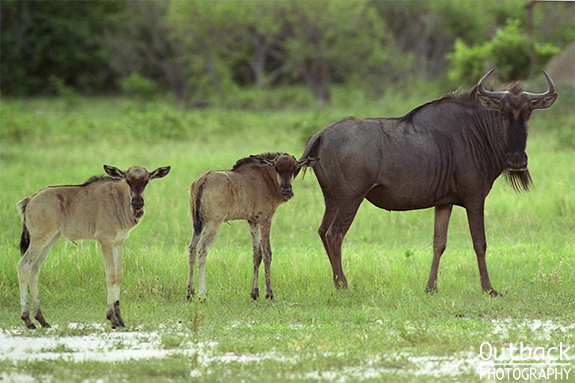 Africa photo by Outback