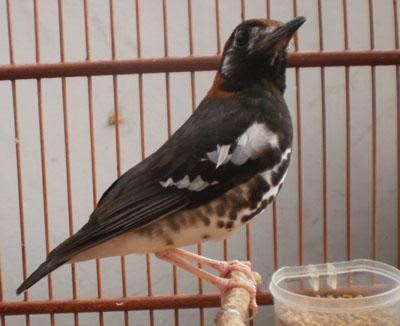 Kumpulan Foto Burung Anis Ampenan Terbaik ~ FOTO BURUNG KICAU