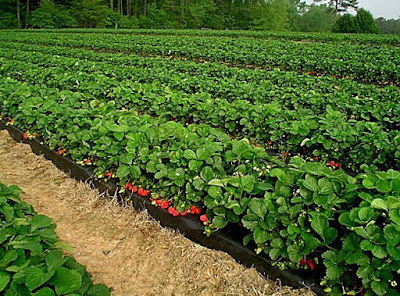 Untuk tanam buah Strawberry memang bukanlah hal yang gampang alasannya yaitu strawberry harus di perha Syarat Untuk Menanam Buah Strawberry Agar Berhasil [100%]