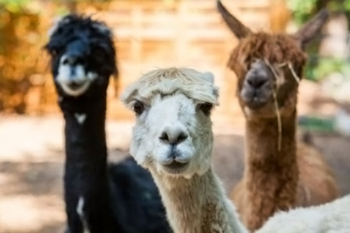 Decatur Alpaca Cottage