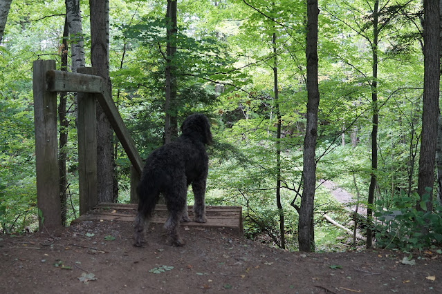 Stairs in Cedar Trail, Rouge Park