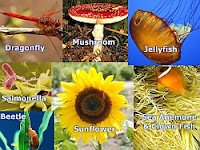 The Living Kingdom: monera, protoctista, fungi, plantae, animalia