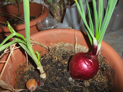 how to grow an onion plant, indoors