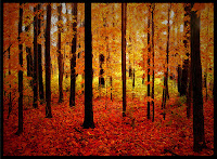 Autumn Woods1